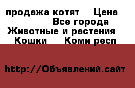 продажа котят  › Цена ­ 15 000 - Все города Животные и растения » Кошки   . Коми респ.